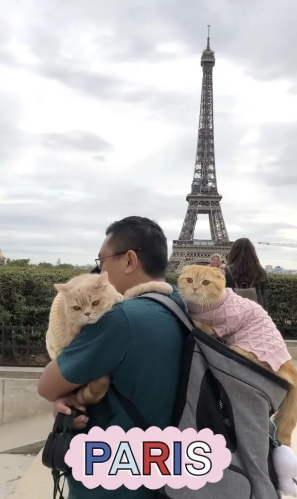 Dan和太太Olivia不想放下貓咪不顧去旅行，於是暫停工作帶著貓貓們一起出發。