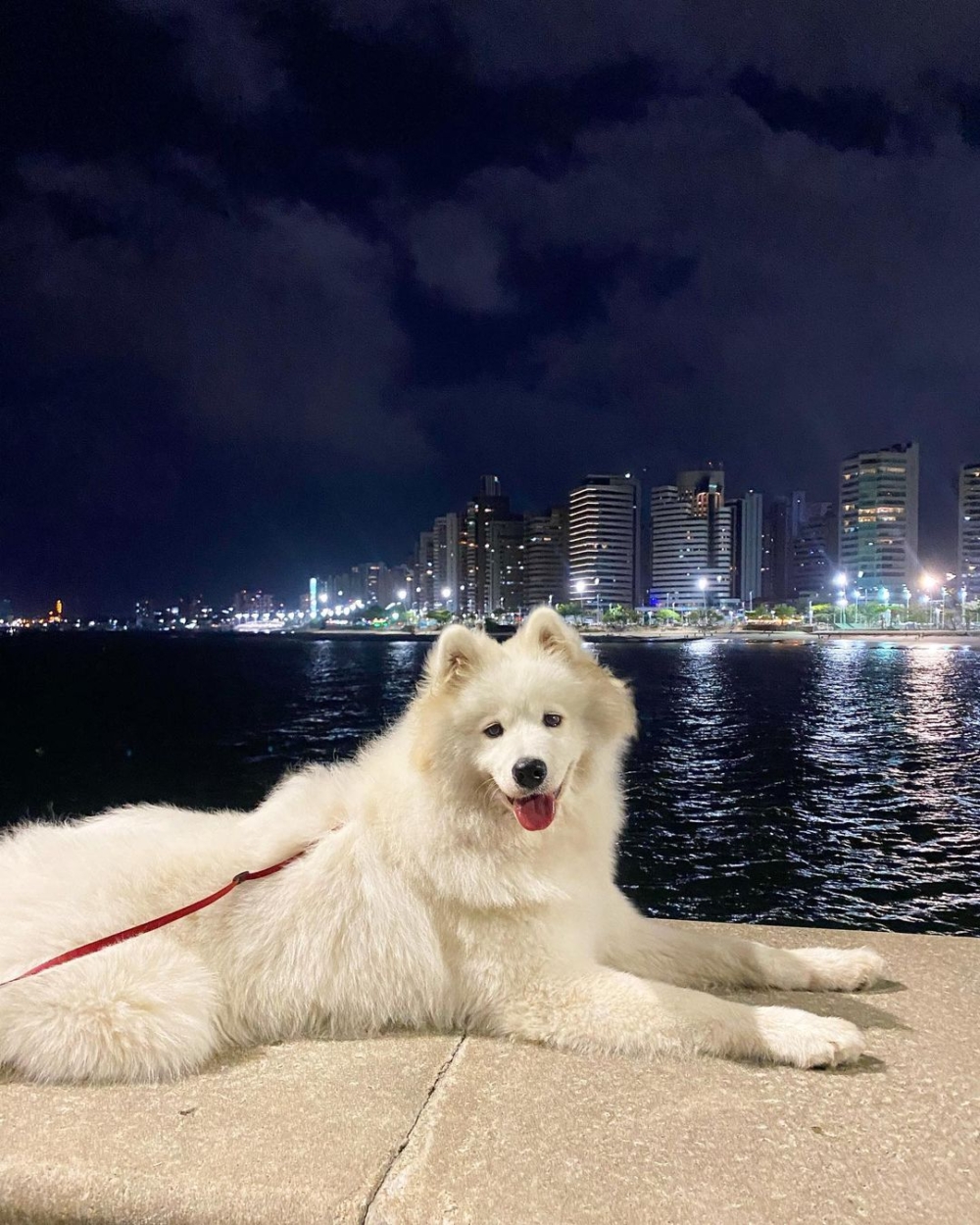 Aika的主人也特別為牠設立了IG粉專「aikasamoyed」，用來分享牠的日常生活與各種有趣時刻！