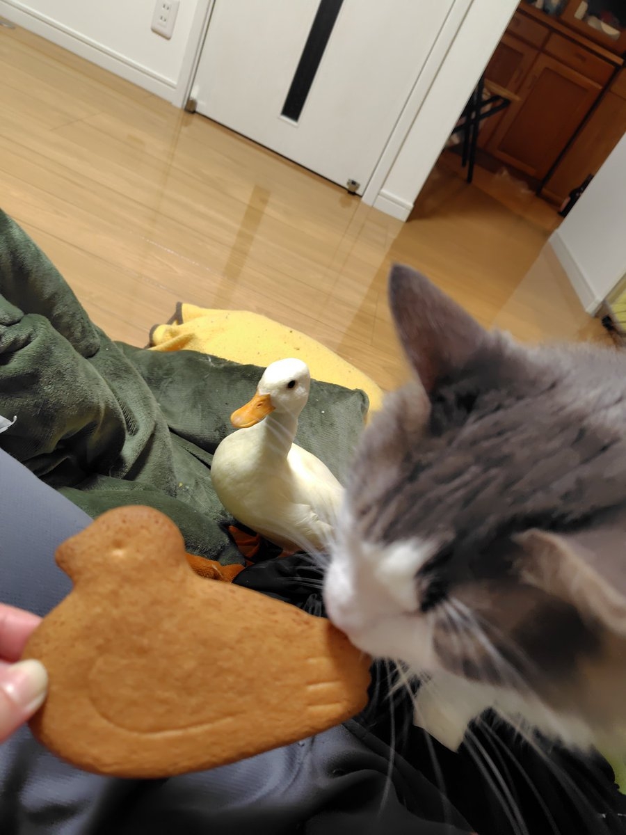 奴才：這你能吃嗎？