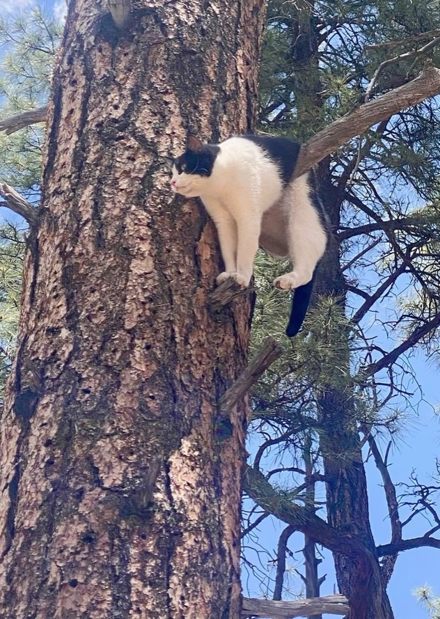 美國大峽谷一隻名為阿奇的乳牛貓因為好奇心旺盛爬上一棵松樹，最終卡在半空，無法自行下來，當地警察得知後，立即趕到現場展開救援行動