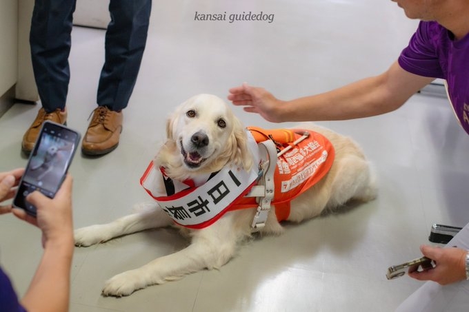 Maggie原為當地導盲犬協會的公關犬，日常負責宣傳導盲犬的推廣工作