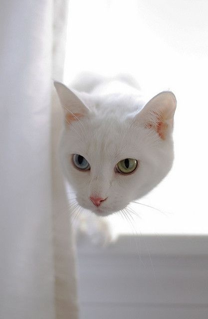 貓咪的鼻腔內擁有超過2億個嗅覺受器，比人類高出數倍～這讓牠們能嗅到極為微弱的氣味，無論是食物的香氣還是其他貓咪的氣味訊號