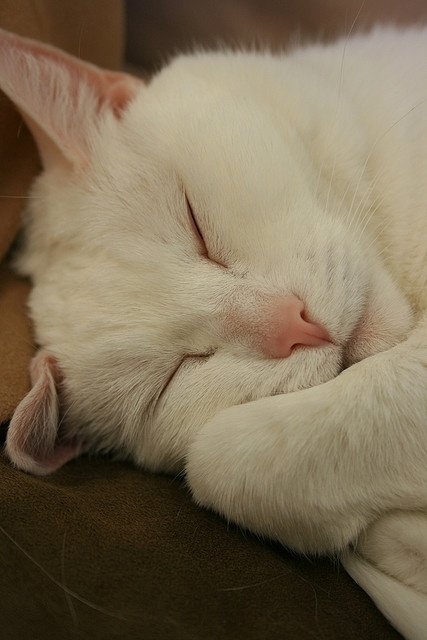 濕潤的鼻子不僅是健康的象徵，更是貓咪探索環境、與其他貓咪互動的重要工具！