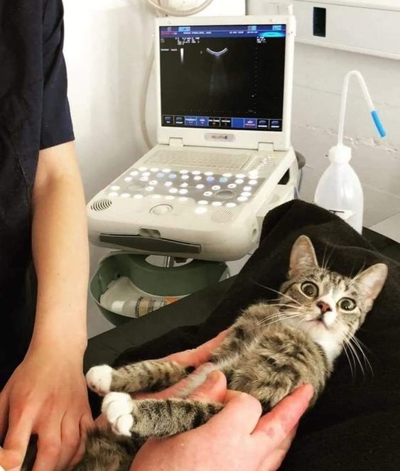 建議在懷孕期間帶母貓到動物醫院做一次X光檢查，以確定胎兒數量！