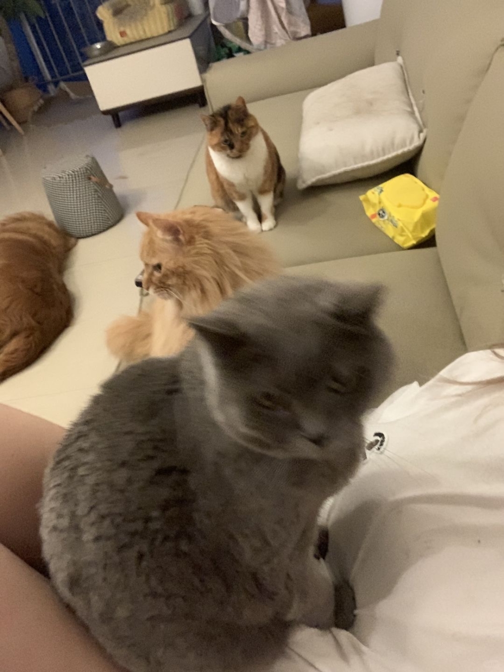 豌豆兒的行為可能並非「惡習」，而是源於情緒壓力和地位壓迫！