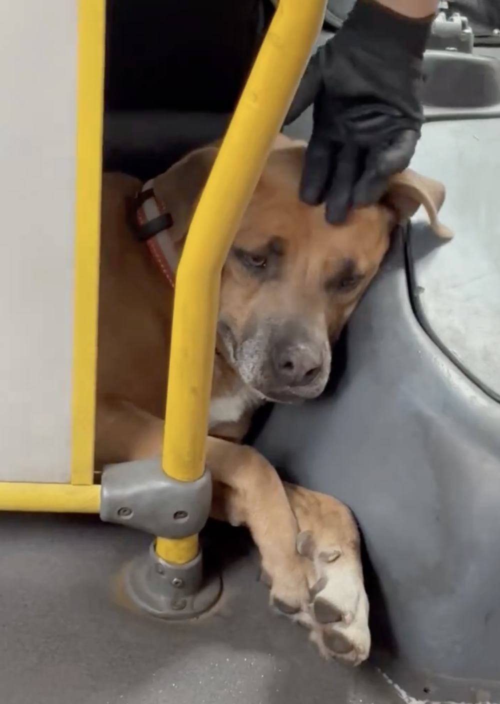 羅佩茲說，過去的公車旅程多半只是為了抵達目的地，冷漠且無趣，但這次她感到一種共同分享溫暖時刻的體驗～