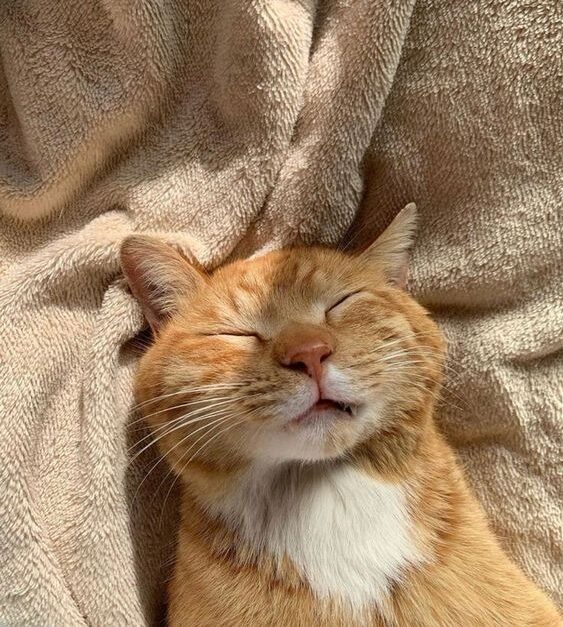 貓咪確實是會認定主人，儘管牠們沒有像狗一樣明確的階級觀念，但在貓的世界中，牠們也有心目中的「重要人物」