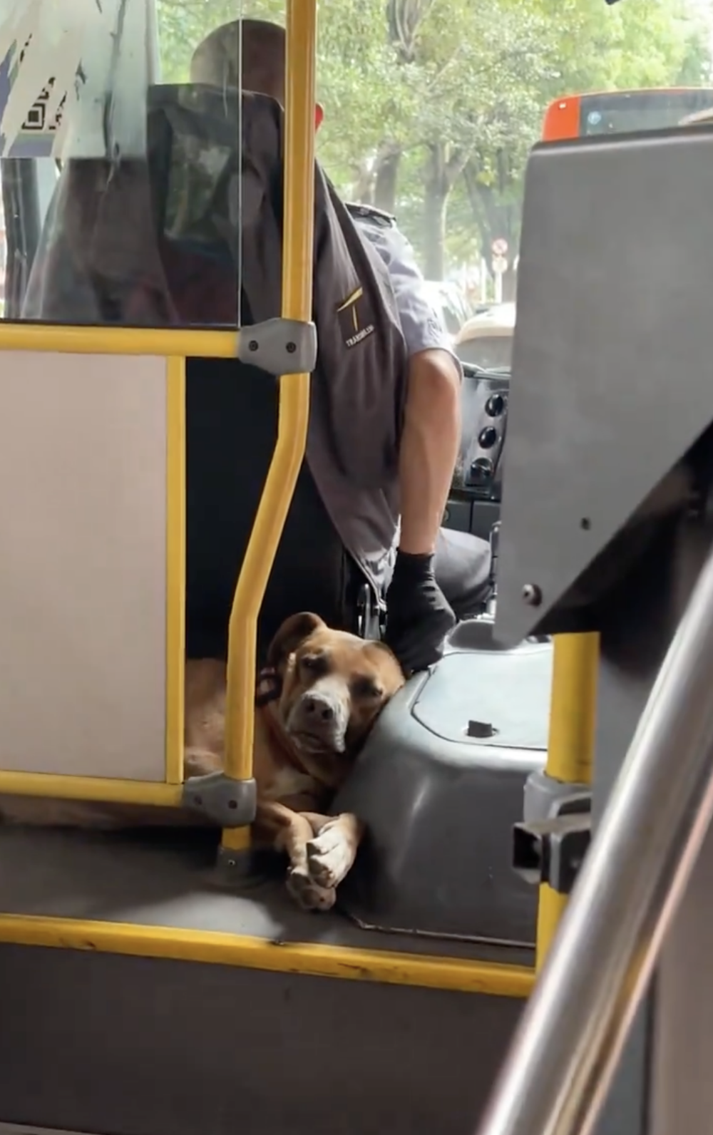 司機雖然專注於駕駛，但每次在交通暫停時，都會趁機和愛犬互動一下