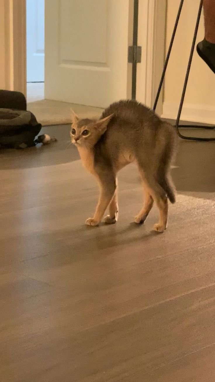 哈氣伴隨的行為可以透露出貓咪的情緒狀態!