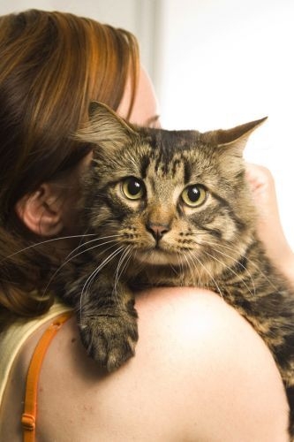 當貓咪爬上你的身體，輕輕拍你，這可能是邀請你玩耍的信號～