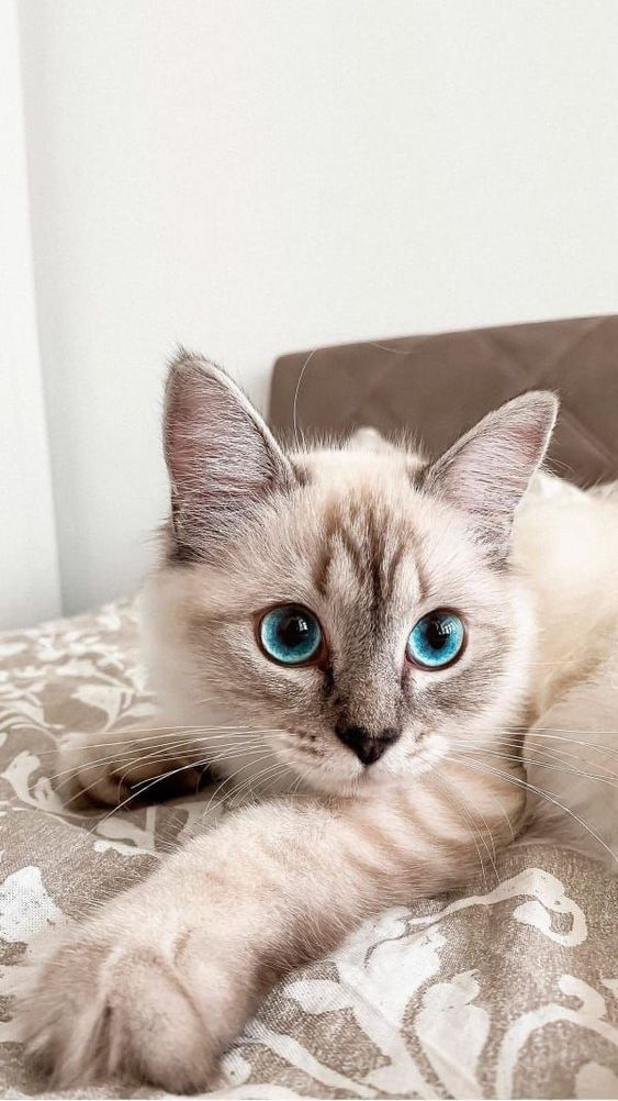 你家的喵星人很愛「說話」，但你不一定完全懂牠在表達什麼～其實貓咪擅長使用多種方式和人類溝通，牠們的每一聲「喵」背後都可能藏著一個訊息！