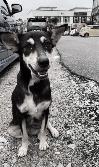 流浪狗Kopi不幸離世。