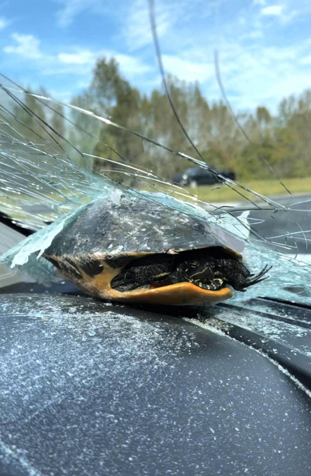 美國佛羅里達州近日發生了一起令人驚嘆的意外,一名女子洛麗·霍爾-艾倫開車時,突聽「砰」一聲巨響,當她冷靜下來查看情況後,發現真正的「兇手」竟是一隻從天而降的烏龜~