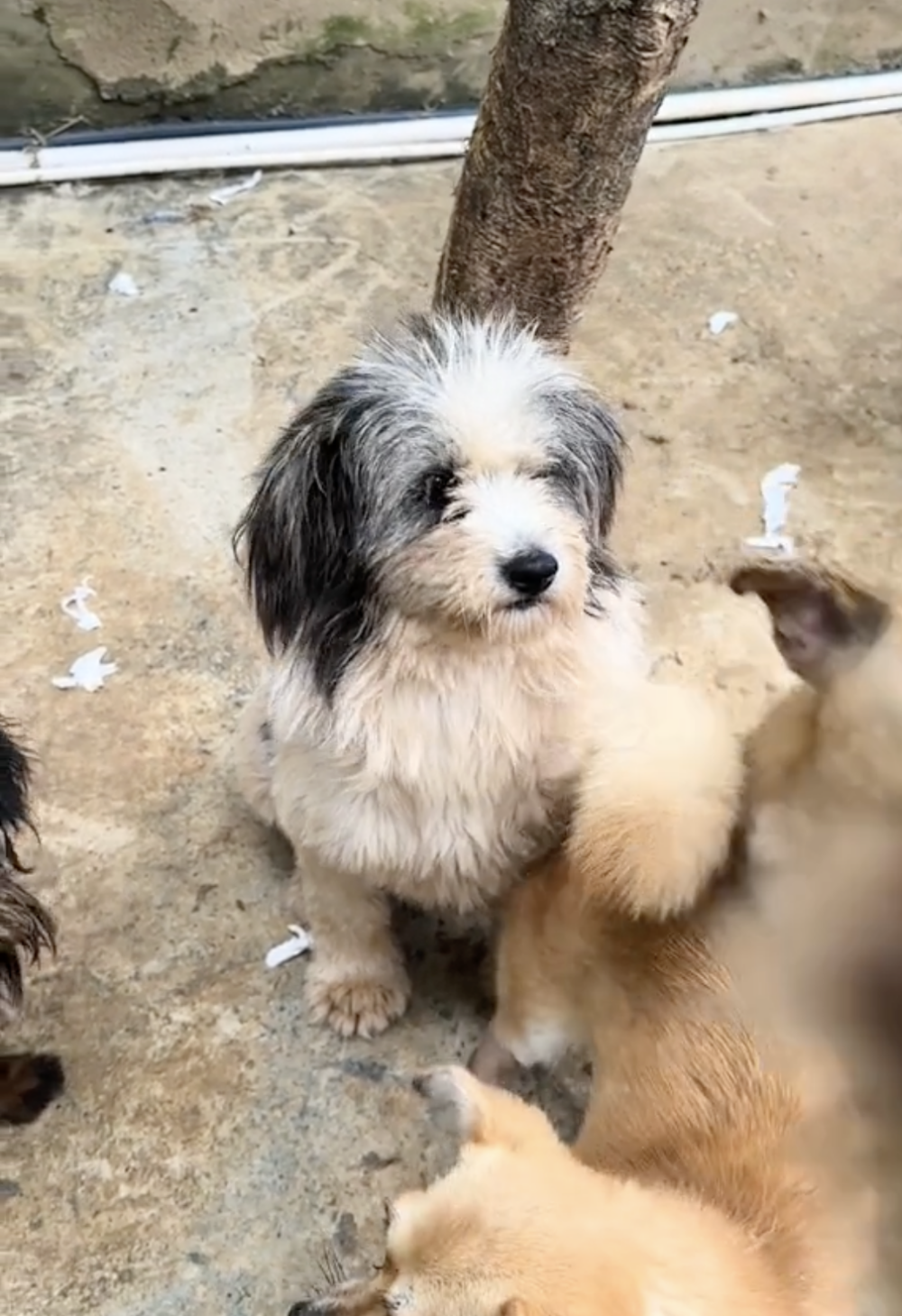 經過半年的精心照顧，忠寶的健康狀況已有顯著改善，皮膚病基本痊癒！