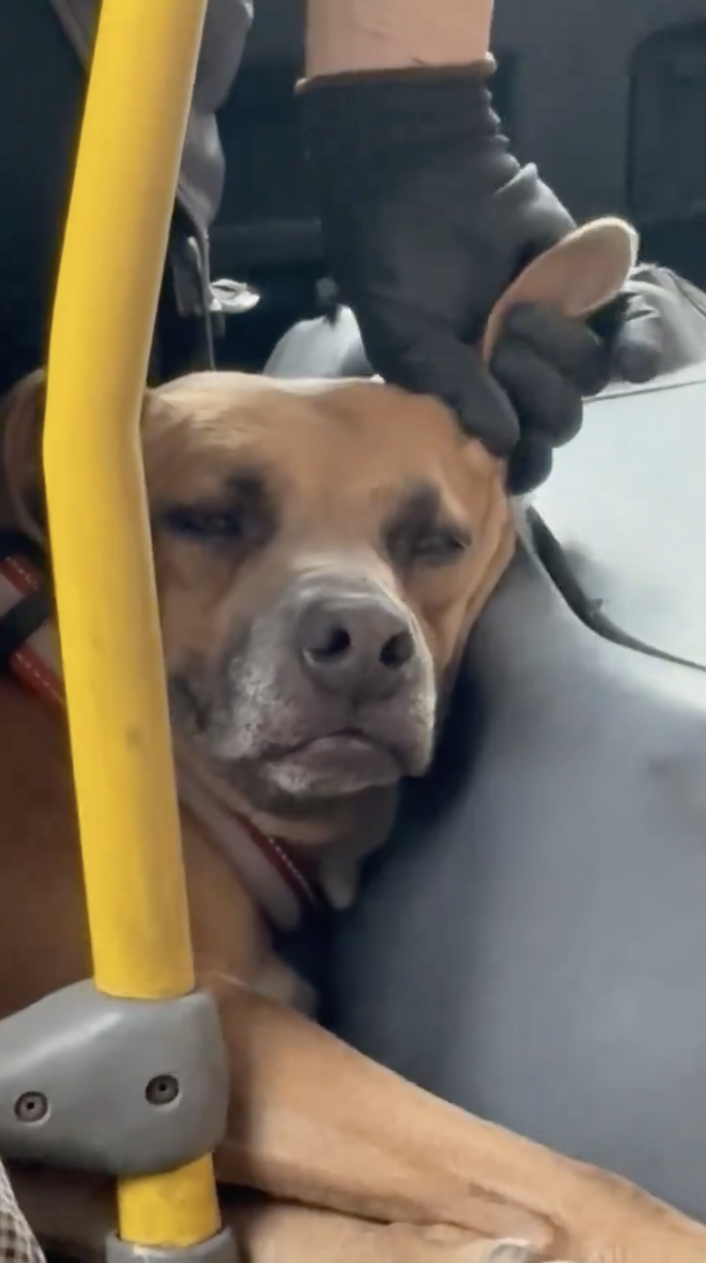 一位公車司機帶著他的愛犬上班，每當停車等紅燈或遇到交通壅塞時，司機便會轉身親暱地撫摸狗狗的耳朵，或者溫柔地撫摸牠的頭～