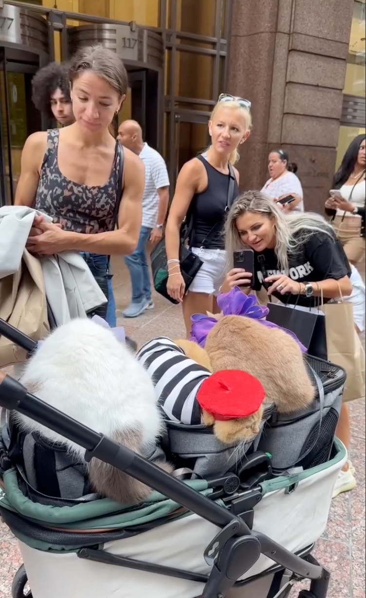 貓貓備受途人矚目，成為明星級流動打卡景點。