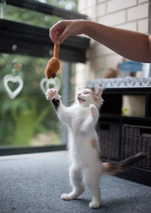 互動是與貓咪建立感情的基礎，也是增進彼此關係的關鍵！