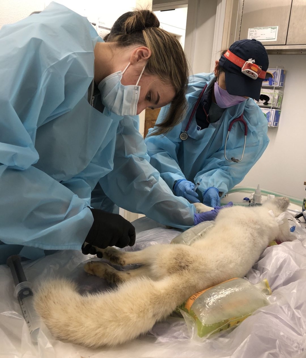 生物學家凱特向當地媒體解釋道：「儘管目前無法百分百確定其來源，但這隻白色狐狸外觀上更接近北極狐，而非當地常見的紅狐或灰狐！」