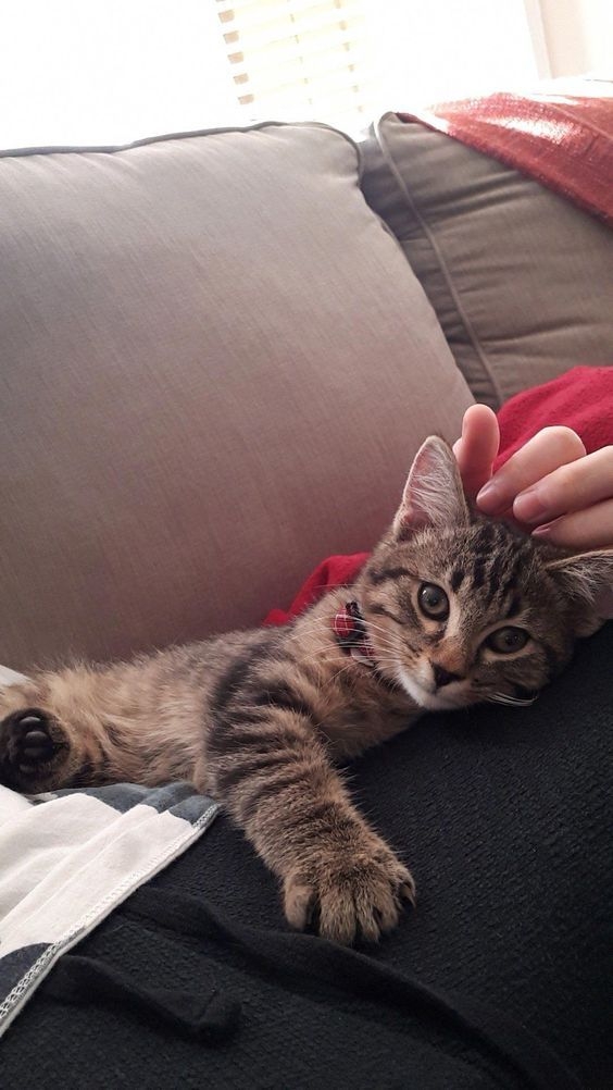 撫摸是簡單且有效的親密互動！貓咪通常喜歡被摸頭部、下巴和耳後這些部位，這些撫摸動作能讓貓咪感到滿足～