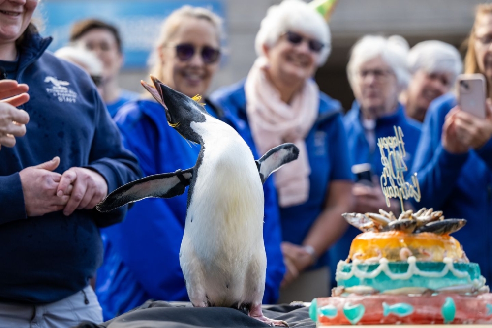 牠對人類十分友好,常在見到新面孔時以特有的「嘎嘎」聲表達歡迎!