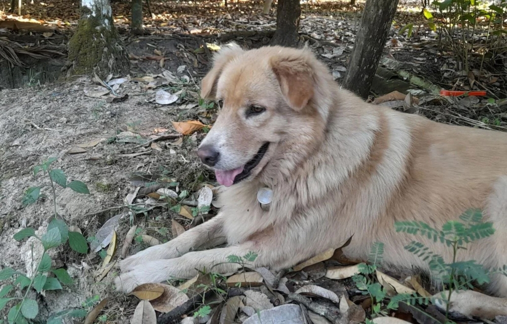 81歲的查洛婆婆不幸滑入水池溺斃，而她飼養的金毛犬「豆腐」忠心守護在池邊