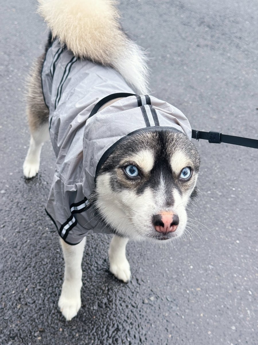 奴才：你果然是憨憨欸