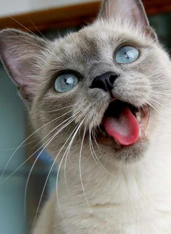 高亢的「喵～嗚」