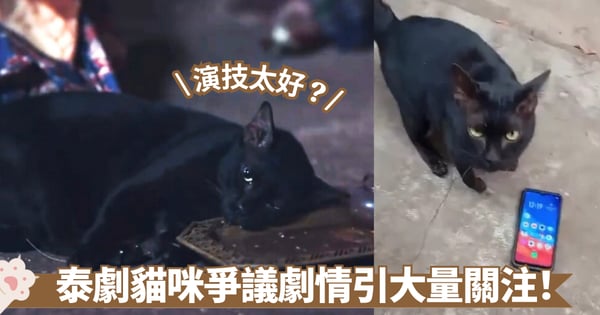 泰劇《阿瑜陀耶女王》貓咪喝「加料」飲品後演技「太逼真」引爭議！導演回應了！