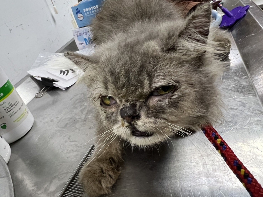 民眾立即向新北市動保處報案，動保處隨即派遣人員將這隻虛弱的貓咪送往毛寶貝醫療中心