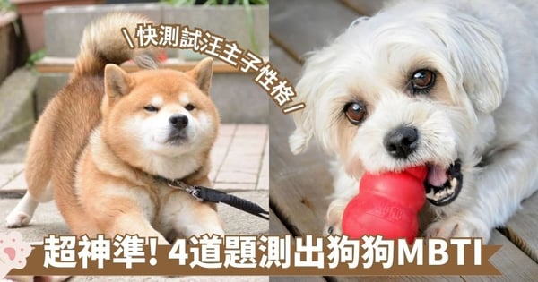 MBTI狗狗版｜你家汪主子什麼性格？4道題精準測出汪星人隱藏性格