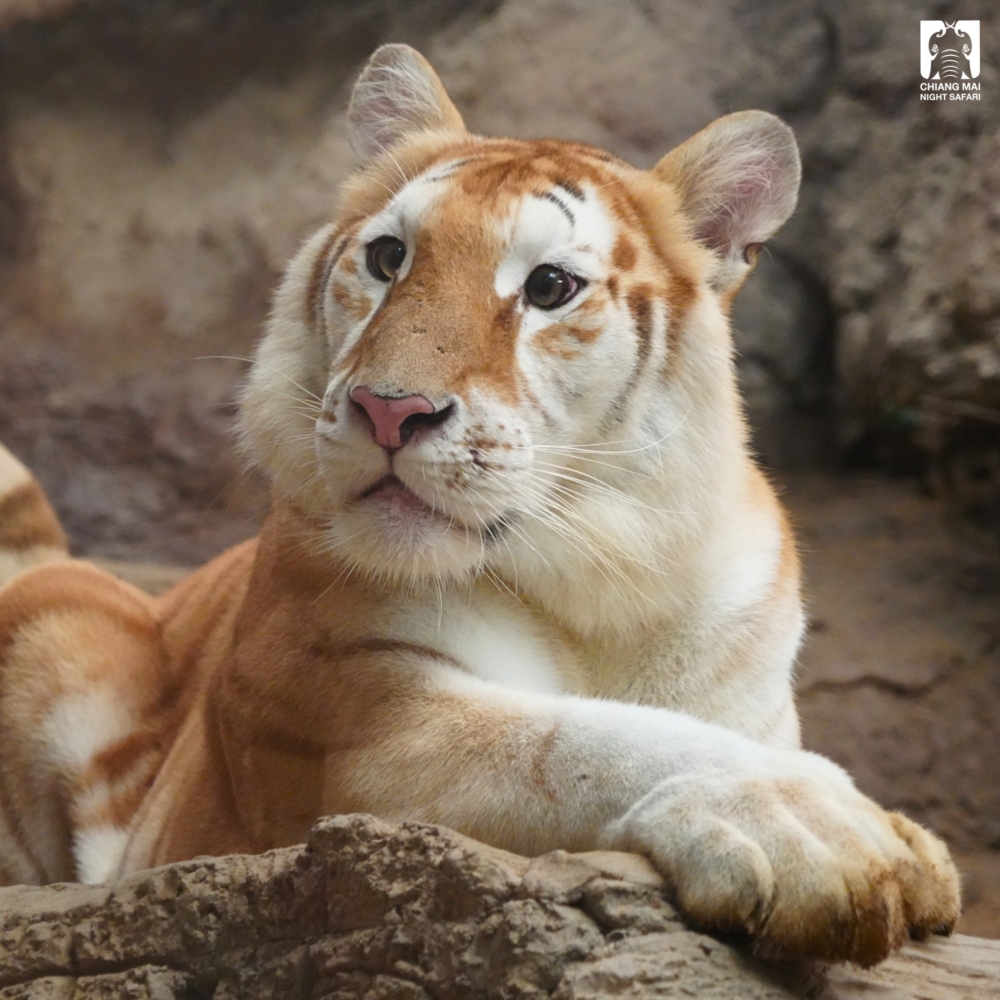 這對姐妹憑藉著柔美的毛色和溫柔的氣質,與傳統印象中兇猛的老虎形成鮮明對比,成為遊客們爭相目睹的明星動物!