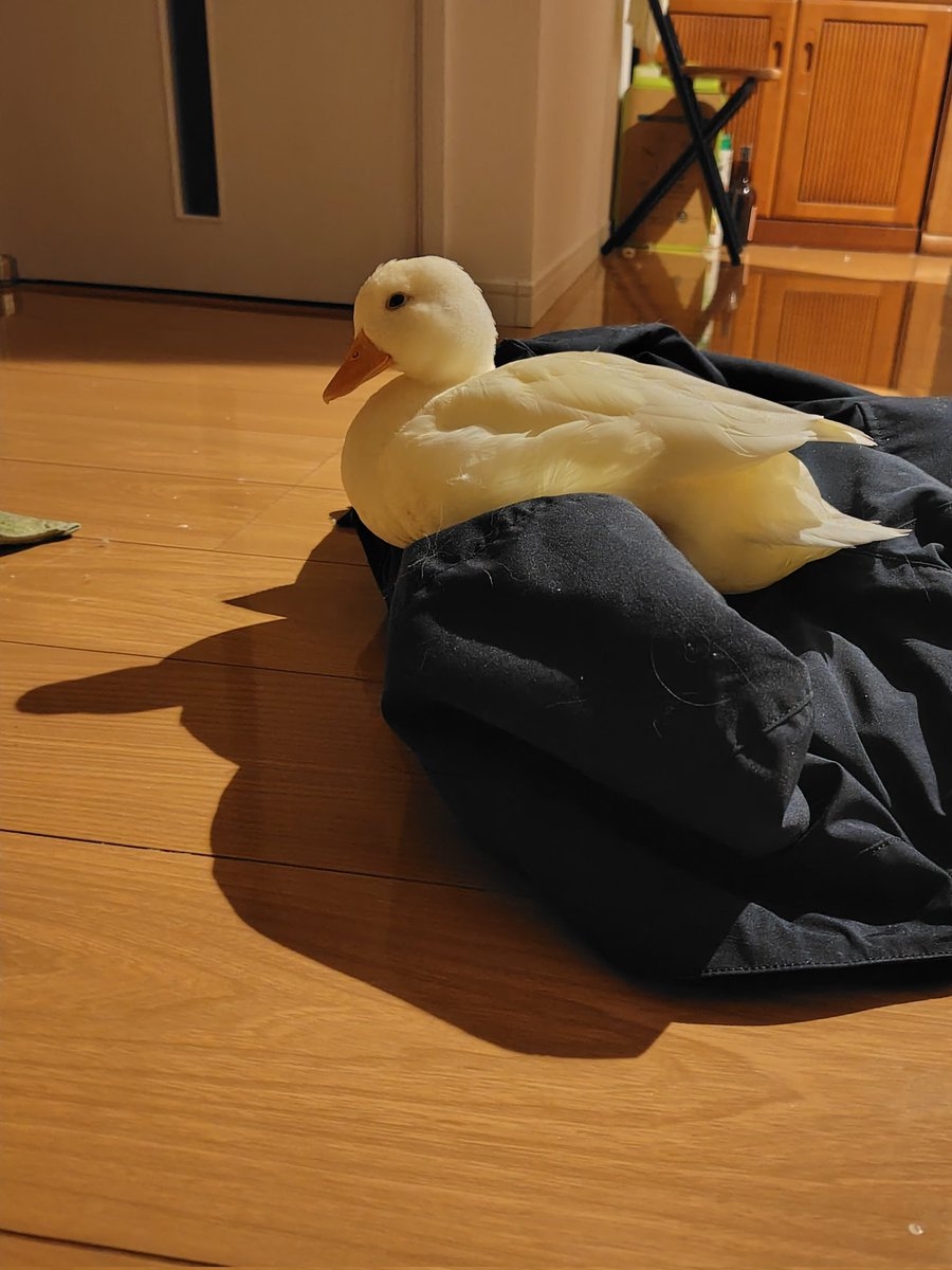 奴才：盒子你喜歡就拿去玩吧