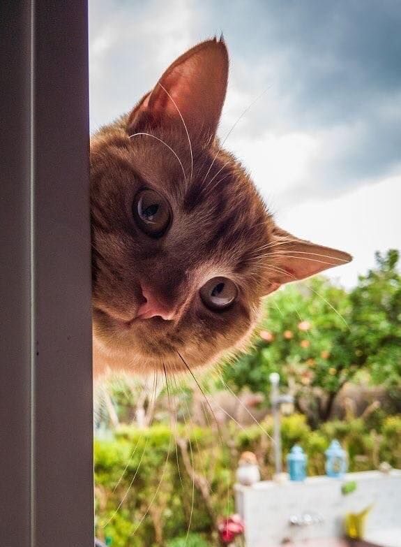 沒有安裝防護網或門窗未關緊，讓貓咪找到縫隙逃出！