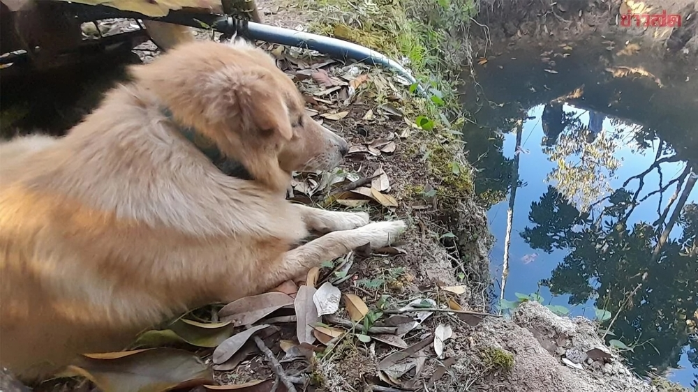 據鄰居透露，婆婆與「豆腐」關係極為親密，平日裡無論婆婆到哪裡幹活，「豆腐」都會緊緊跟隨！