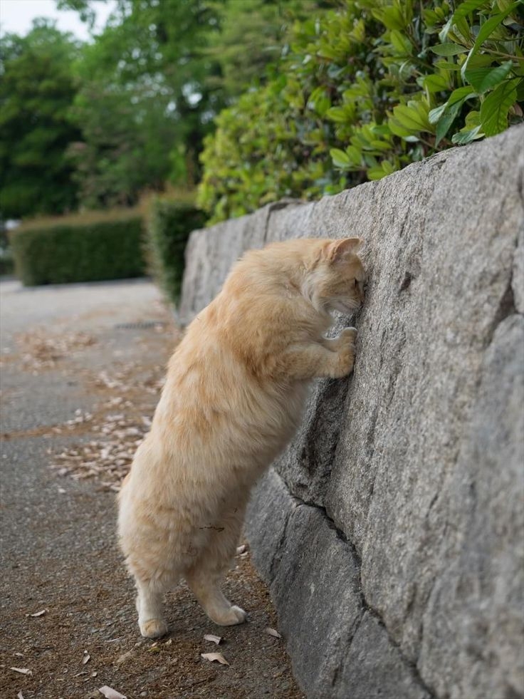 貓咪走失後的前三天非常關鍵！這段時間內，貓咪通常不會離開熟悉區域太遠，牠們會找安全的地方藏匿