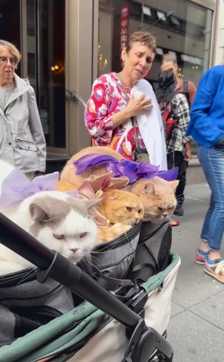 很多人會問Dan：「這些貓是真的嗎？」