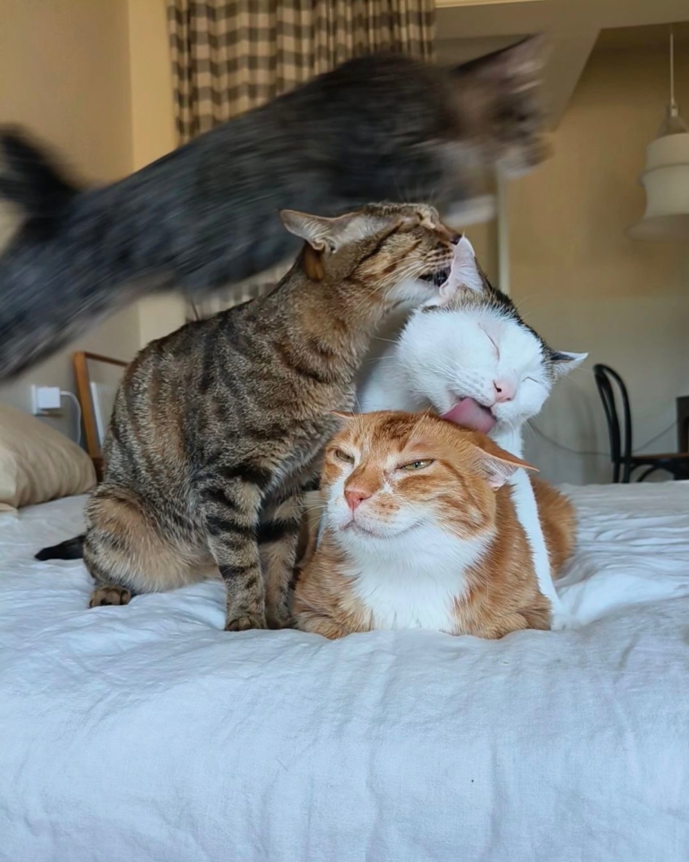 奴才：你自己喜歡囉