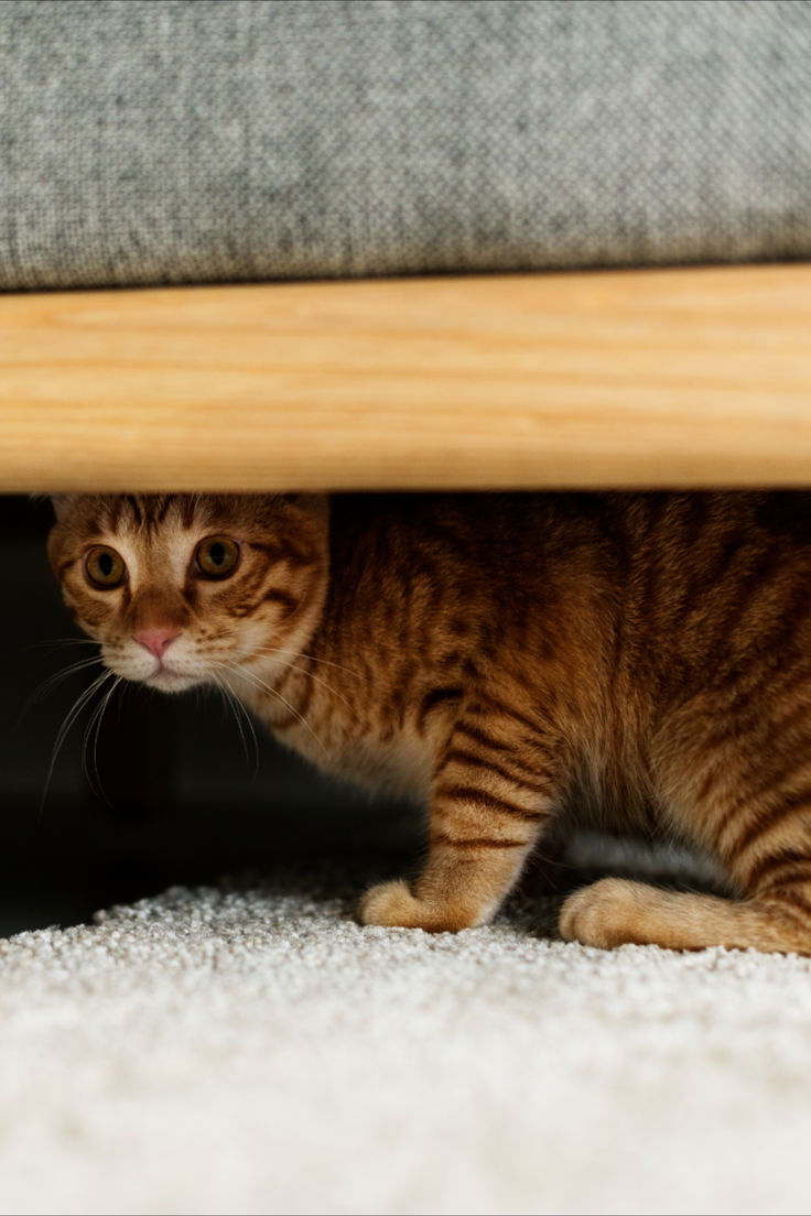 若外出用的籠子或項圈不牢固，貓咪掙脫後可能會迷失方向！