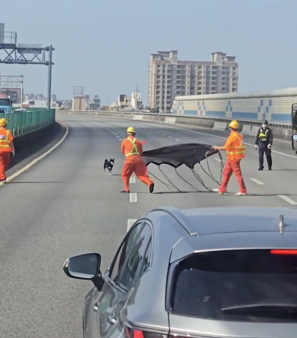 一場交通事故意外釋放了一隻黑色柴犬,牠竟在高速公路上展現出滿滿活力
