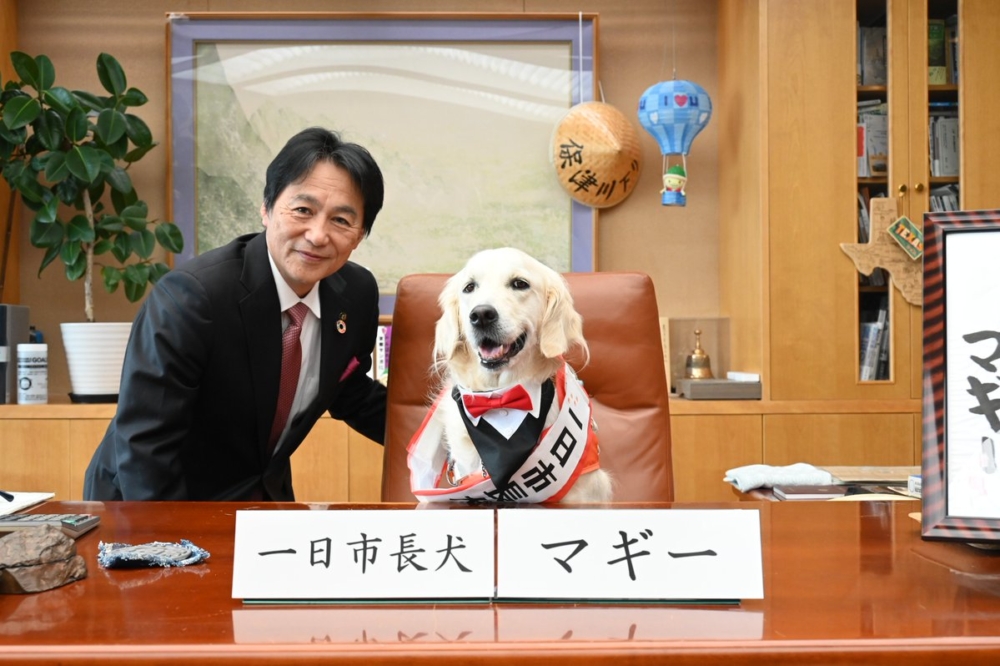 現任市長桂川親自為Maggie戴上寫有「一日市長犬」字樣的腰帶