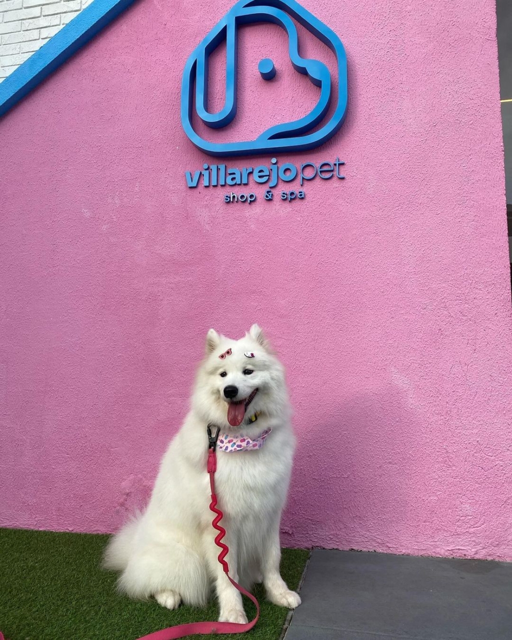 雖然牠常有這樣的調皮行為，但依舊深受網友喜愛！