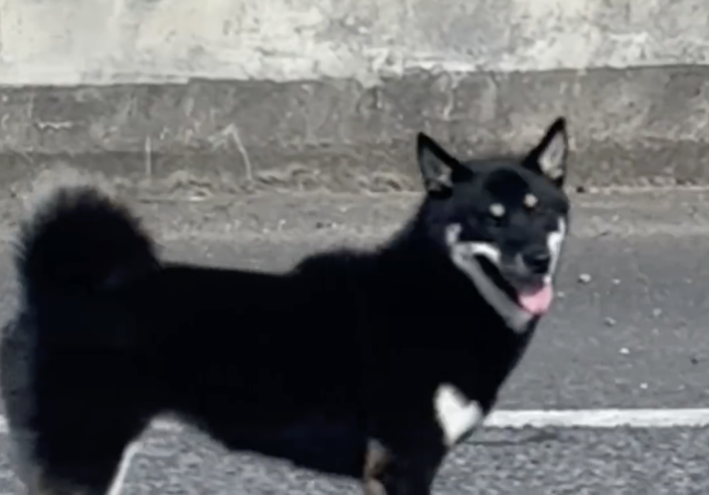 經過大家的合力努力，並在飼主兒子的幫助下，柴犬終於因熟悉的聲音而放下警戒，回到車內，現場狀況終於排除