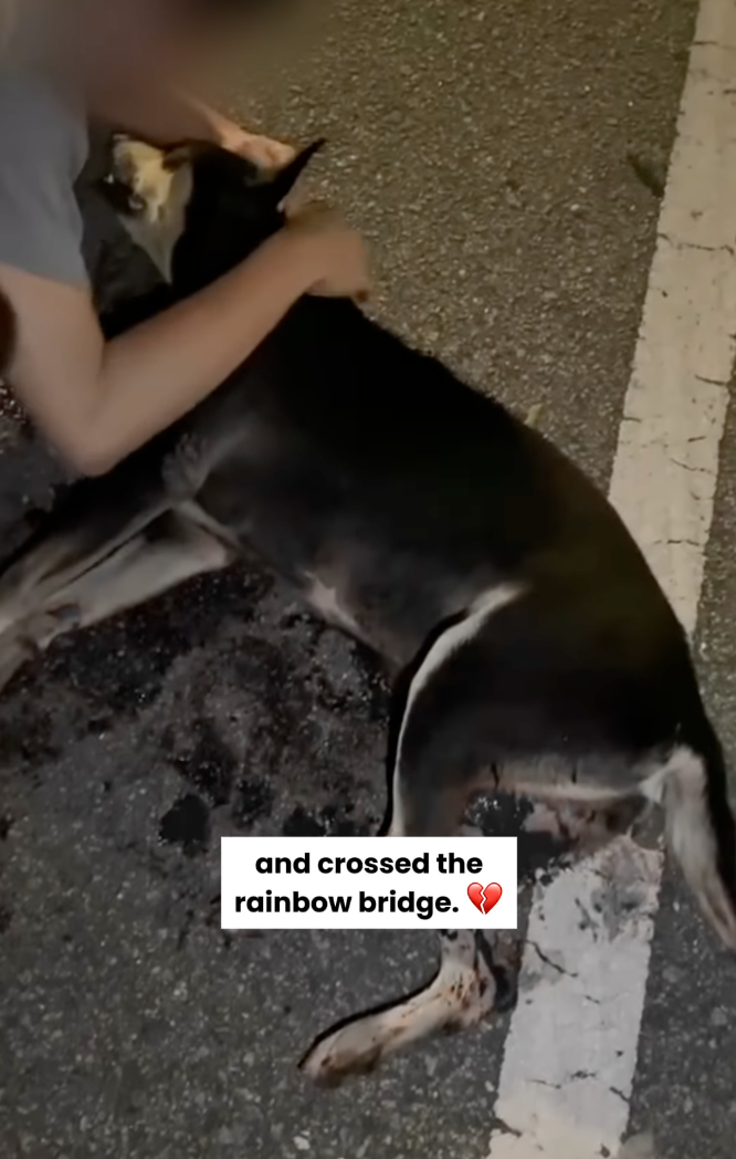 Kopi則躺在地上痛苦的呻吟和哭泣。