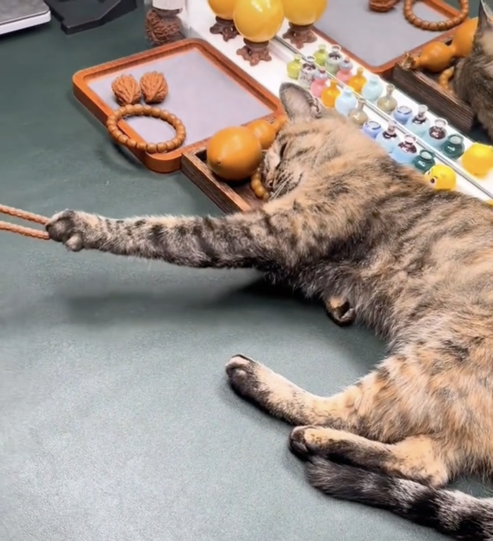 奴才：我有發工資給你的囉