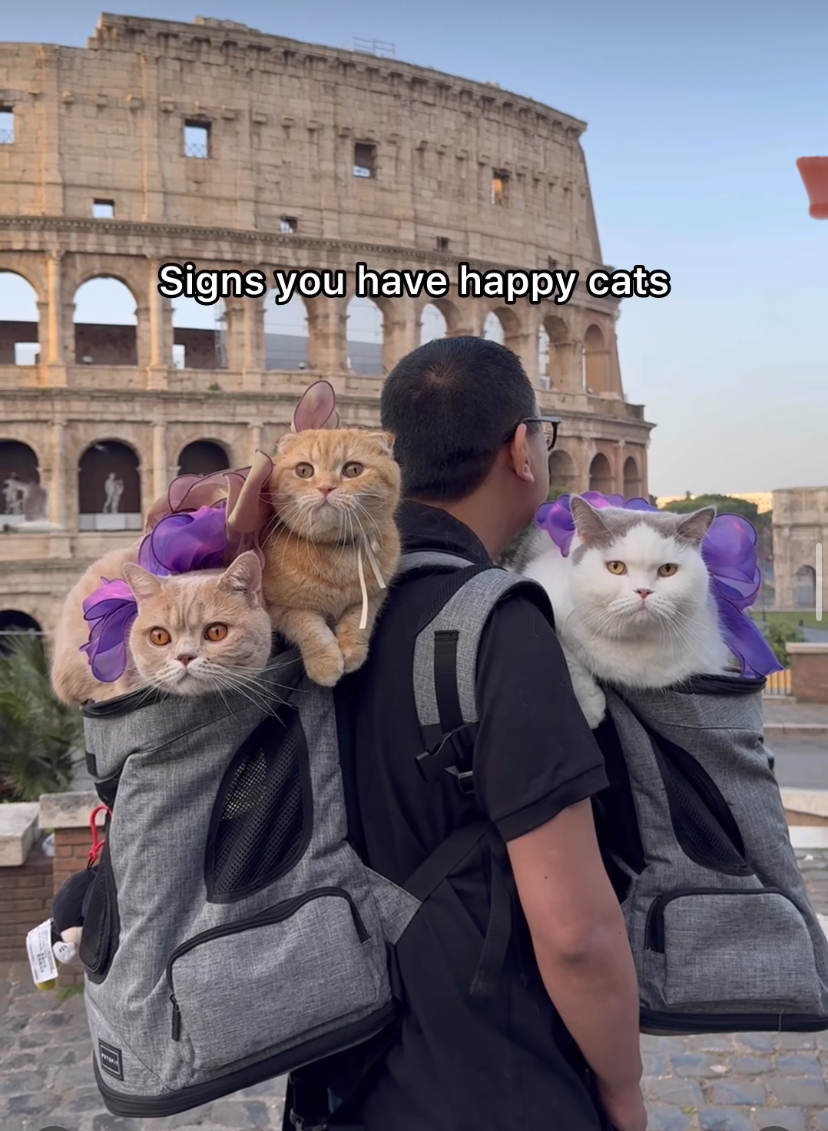 律師Dan和他的太太livia帶著3隻愛貓環遊世界。