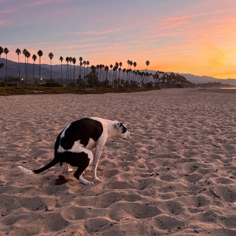 搭配世界各地美麗景點，如瑞士的阿爾卑斯山、加州的金色海灘，甚至是義大利險峻的山脈，讓人感受到意外的幽默與治癒感！  