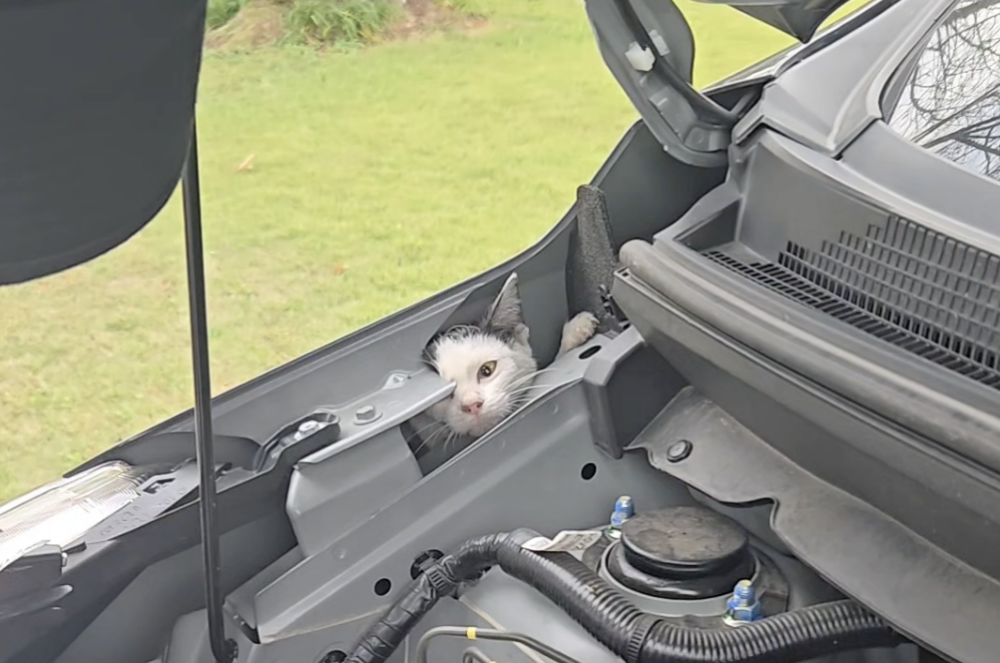 美國威斯康辛州的日前經歷了一場特別的小貓救援行動！一名女子薩拉·福雷斯特租用的汽車引擎竟成了寒冷天氣下小貓的避難所～