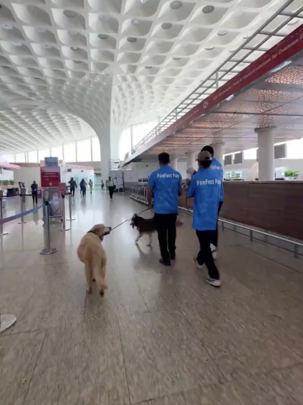 為了讓乘客在出入境過程中感到輕鬆舒適，每週五至週日下午3時到晚間11時，在航廈的出境區及入境區安排了這些可愛的狗狗們陪伴旅客～