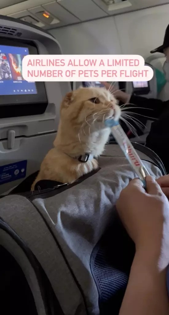 為貓咪的成功添加零食獎勵。