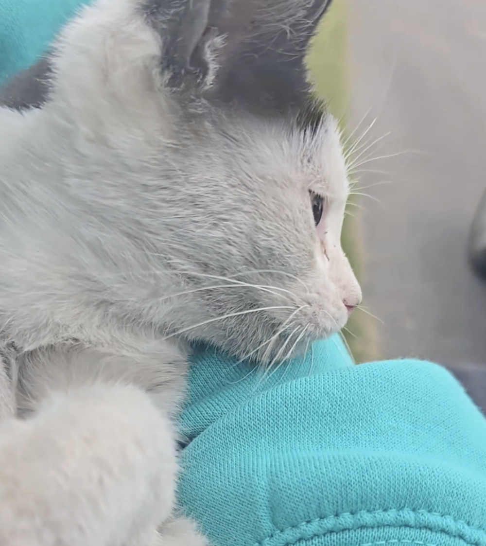 故事的開始是當薩拉在車上發現一張紙條，上面提醒她車底有貓～
